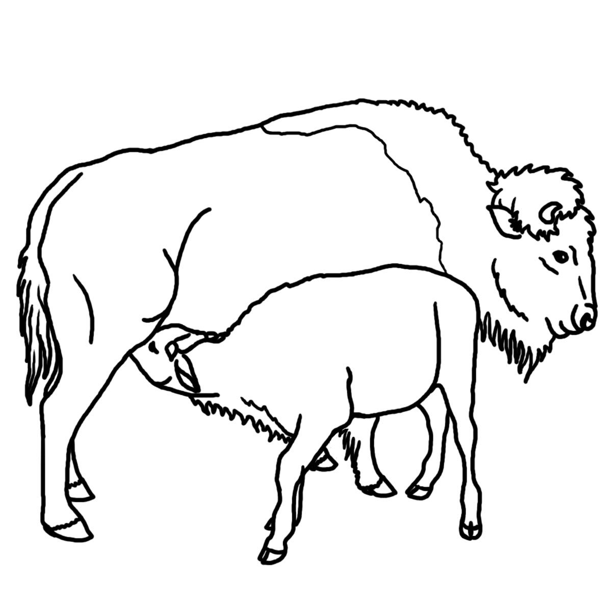 Plansa de colorat cu Taur 50 46